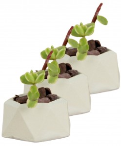 Mini Çiçek Saksı Küçük Sukulent Beyaz Kaktüs Saksısı 3'lü Set Mini Poly 2 Model